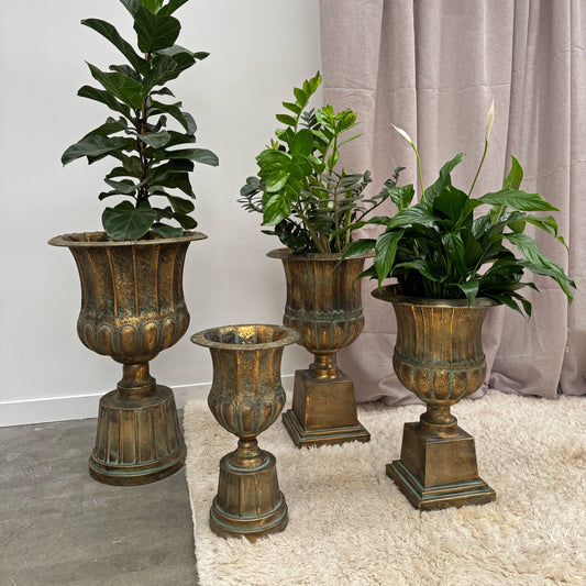 Three potted plants in decorative bronze urns against a neutral background