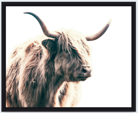 Highland Bull Art Print - Gavin Martin