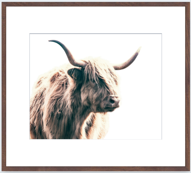 Highland Bull Art Print - Gavin Martin