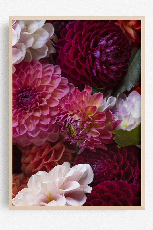 Joy Spilling Dahlia - Floral Wall Art