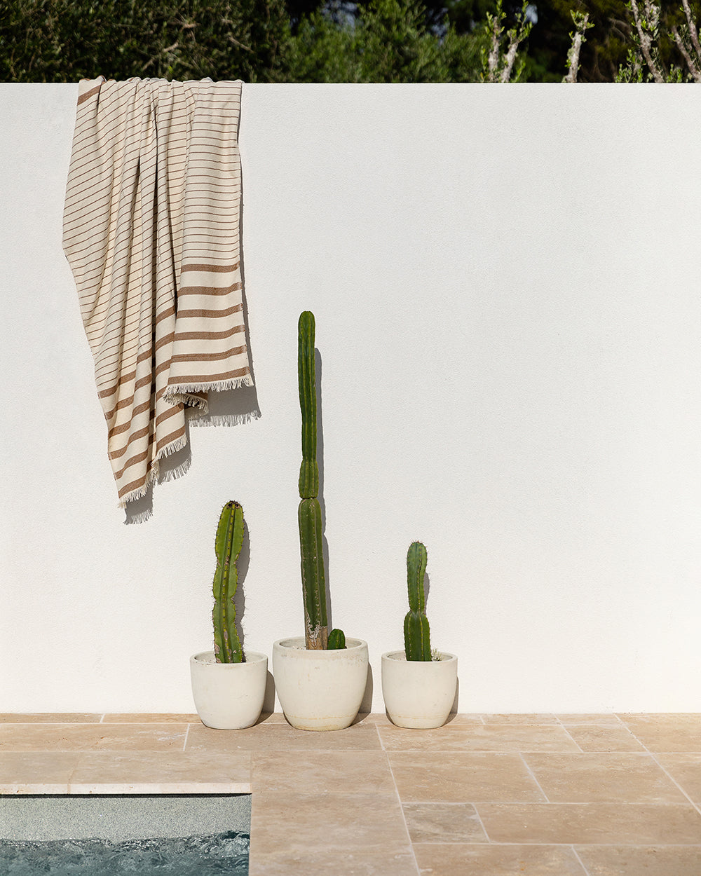 Banksia Throw