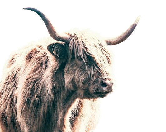 Highland Bull Art Print - Gavin Martin