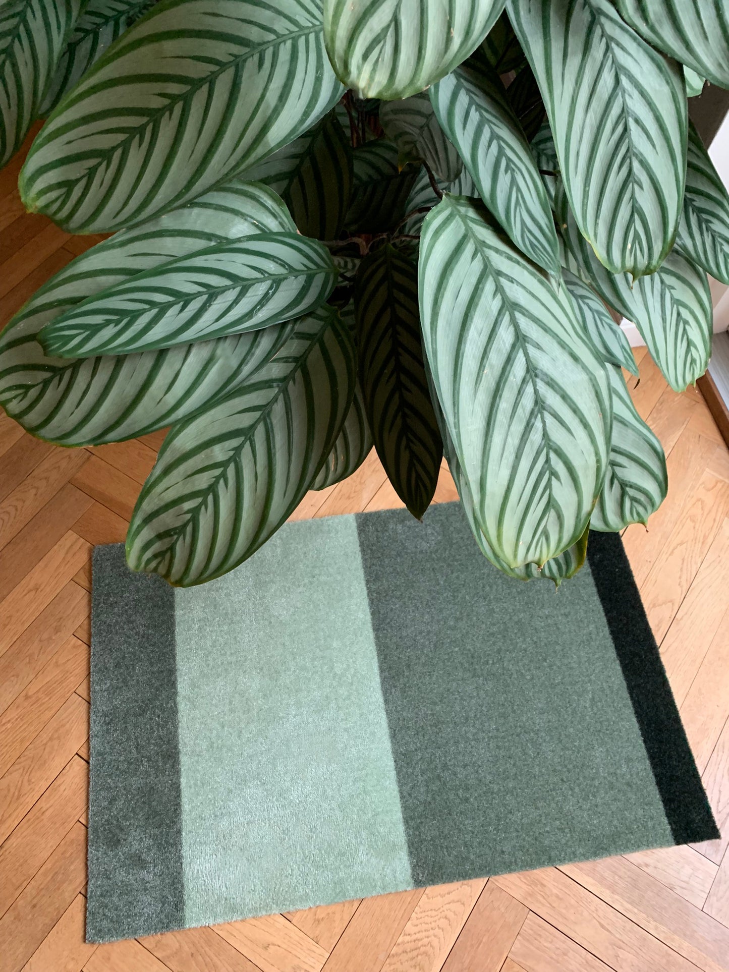 Green potted plant on a wooden floor with a green rug