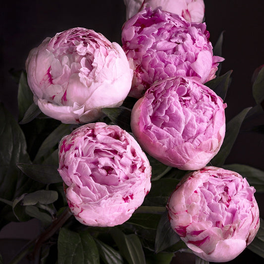 bunch of pink peonies on a black back ground