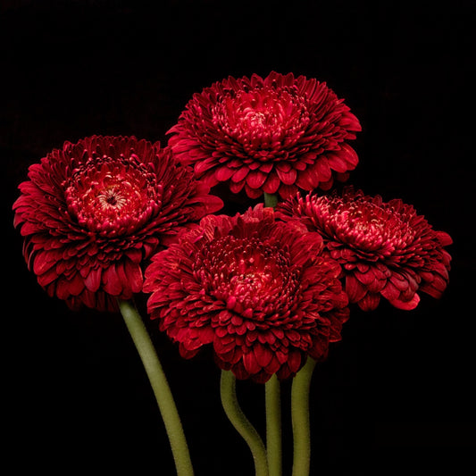 bunch of 4 red gerberas on a black background