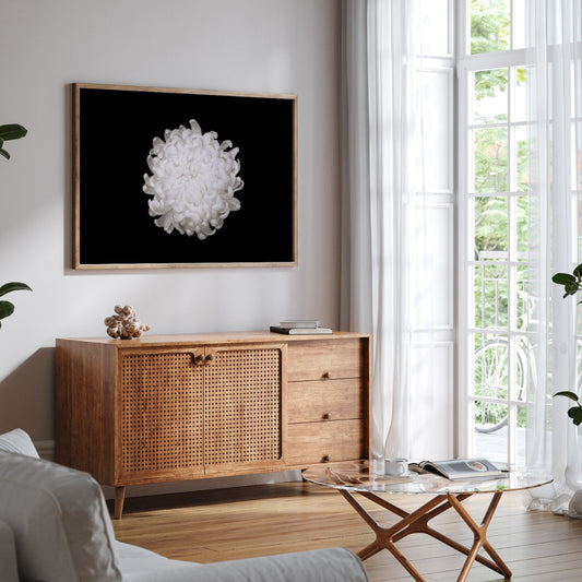 Chrysanthemum Noir - Floral Wall Art
