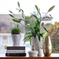 A styled tabletop arrangement featuring a white ceramic pitcher vase holding lily-of-the-valley stems, a white ribbed planter with a small green succulent on a stack of books, and a metallic gold vase, set against a softly blurred window view.