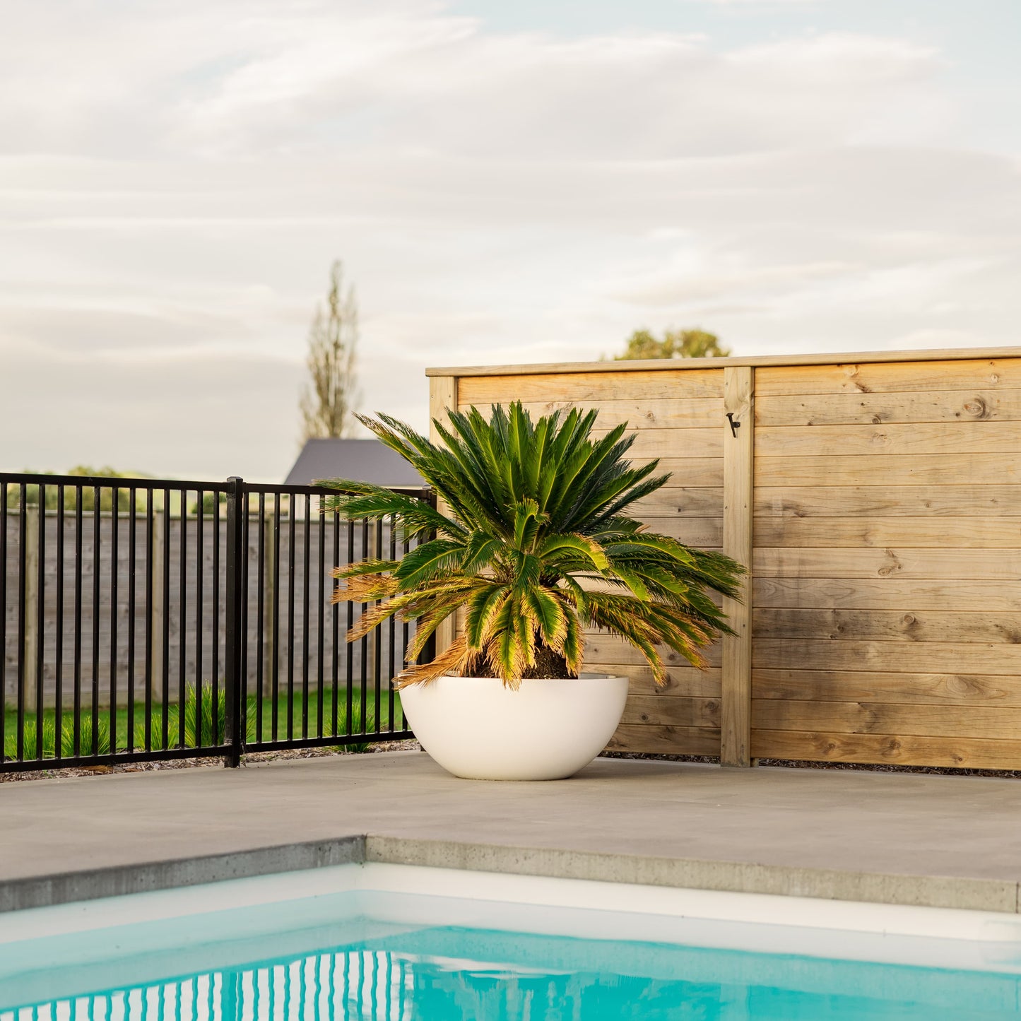 Potted plant by a pool with a wooden fence and black gate in the background