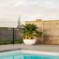 Potted plant by a pool with a wooden fence and black gate in the background