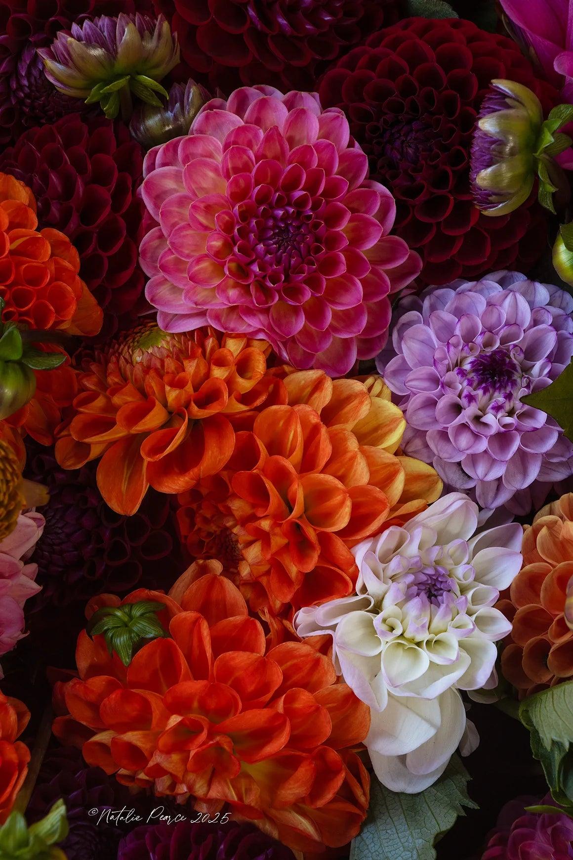 Close-up of colorful dahlias with a blurred background
