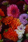 Close-up of colorful dahlias with a blurred background