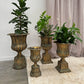 Three potted plants in decorative bronze urns against a neutral background