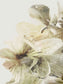 Close-up of a flower with a white background