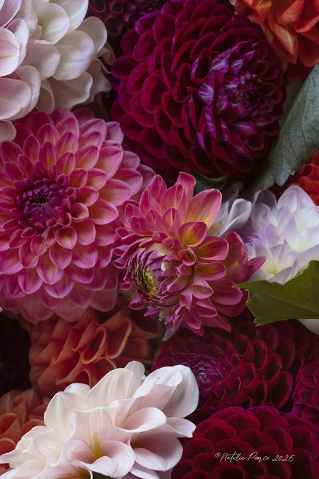 Joy Spilling Dahlia - Floral Wall Art