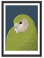 Kakapo Baby Art Print