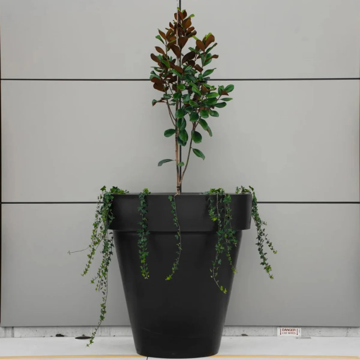 Black planter with a potted plant against a gray wall