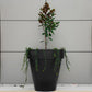 Black planter with a potted plant against a gray wall