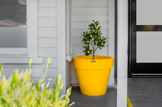 Yellow potted plant on a porch with a white house background