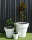 Three potted plants in white pots against a gray metal wall.