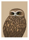 Morepork Art Print