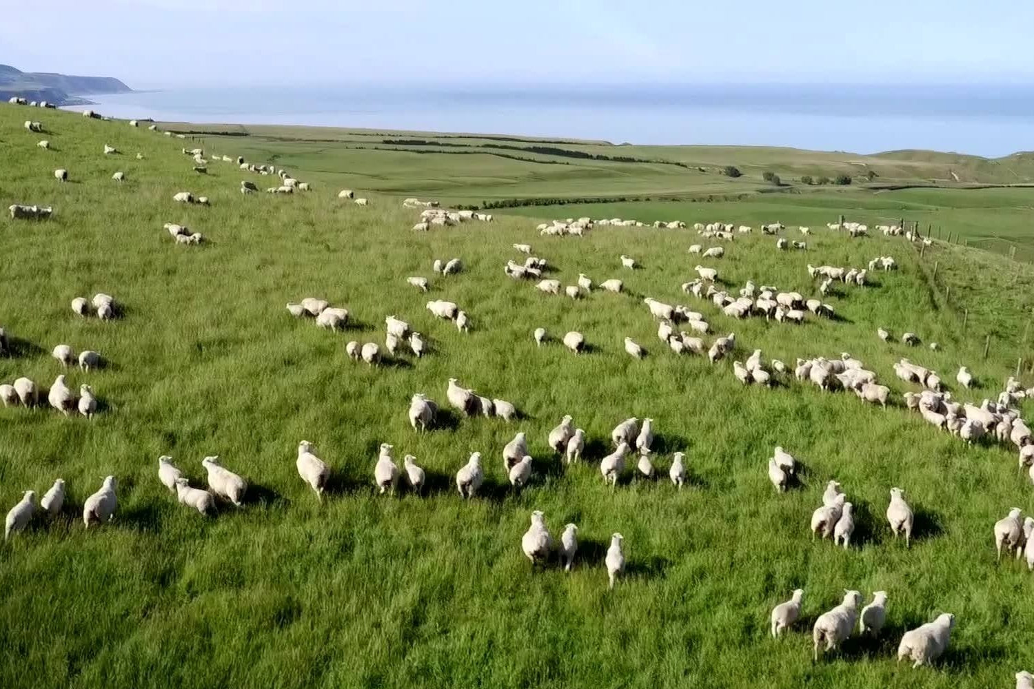 Field full of sheep