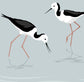 Pied Stilts by Rangitoto Art Print