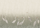 Stillwater Herons Wallpaper Mural