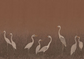 Stillwater Herons Wallpaper Mural