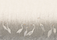 Stillwater Herons Wallpaper Mural