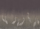 Stillwater Herons Wallpaper Mural