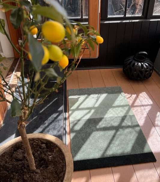 Potted lemon tree with lemons on a wooden floor with a rug