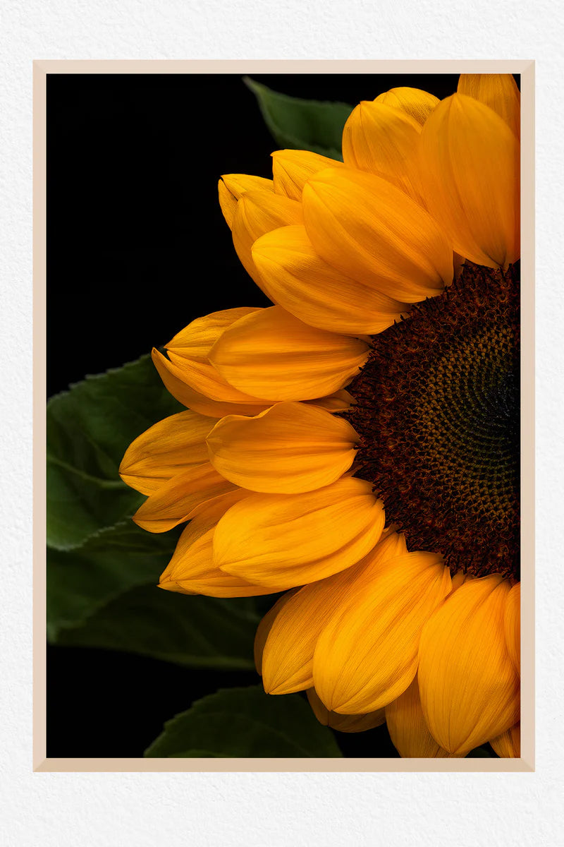 Sunflower Picasso - Floral Wall Art