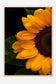 Sunflower Picasso - Floral Wall Art
