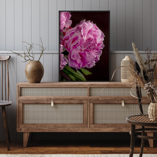 pink peony in a black frame