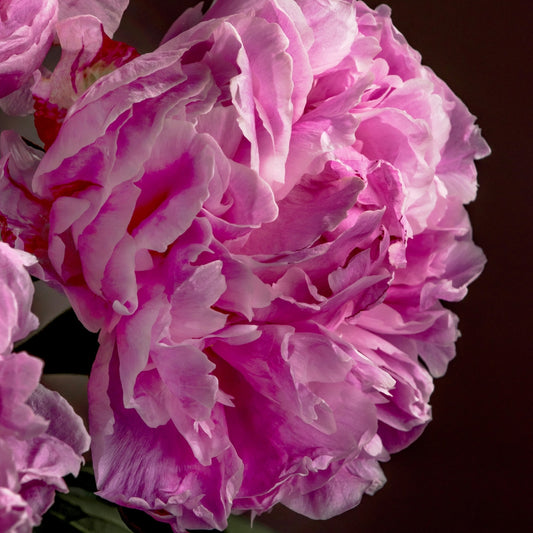 massive pink peony close up