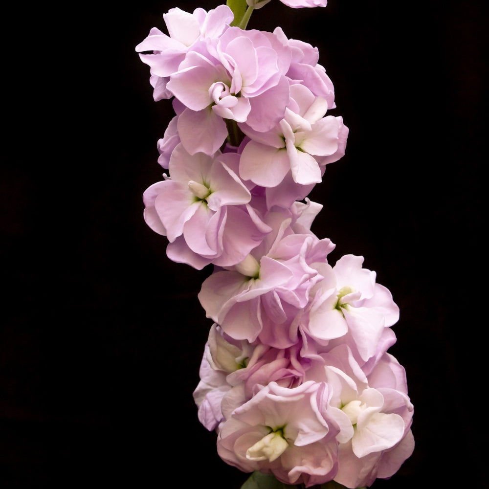 pink snapdragon flower on a single stem against a black background