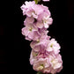 pink snapdragon flower on a single stem against a black background