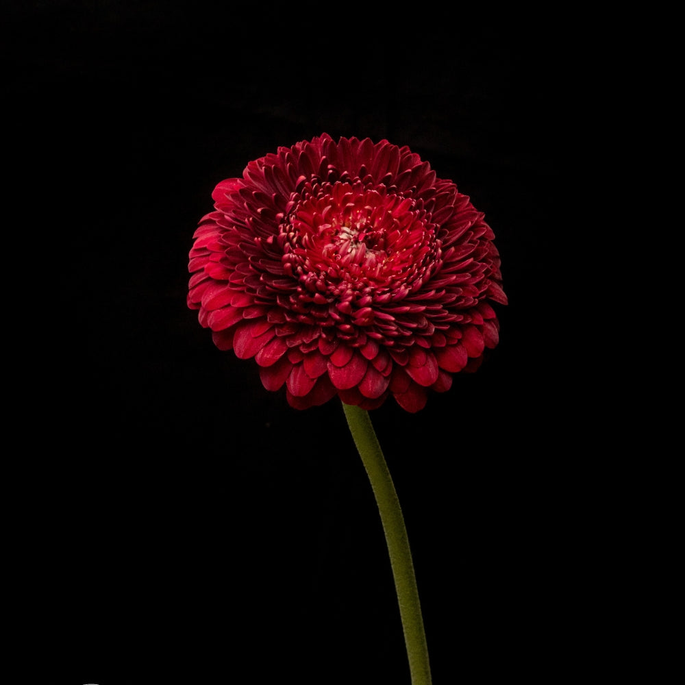 single stem red gerbera on a black background