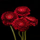 bunch of 4 red gerberas on a black background