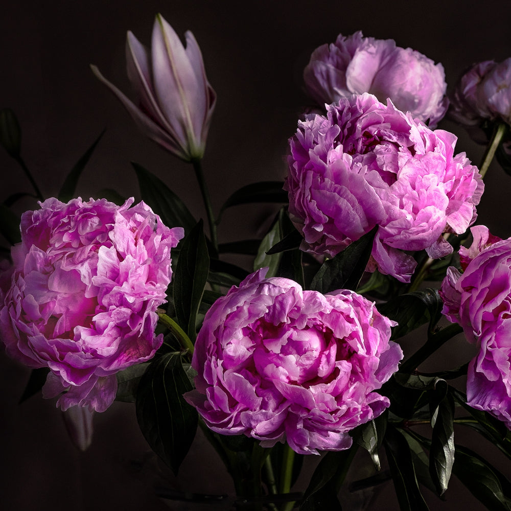 pink bunch of peonies in bright pink on black  background