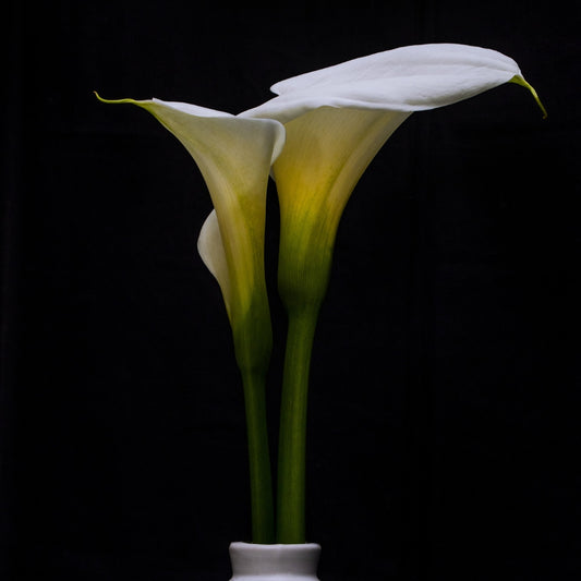white arum lily on a black background