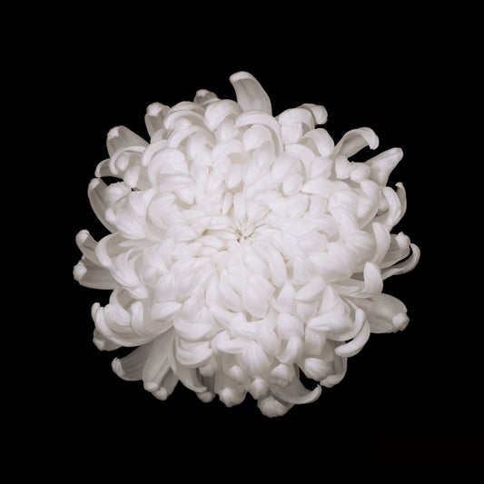 white chrysanthemum on a black background