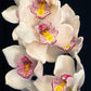 close up of white orchid