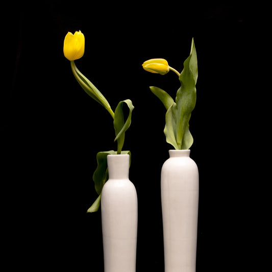 two yellow tulips one each in a white elongated vase.